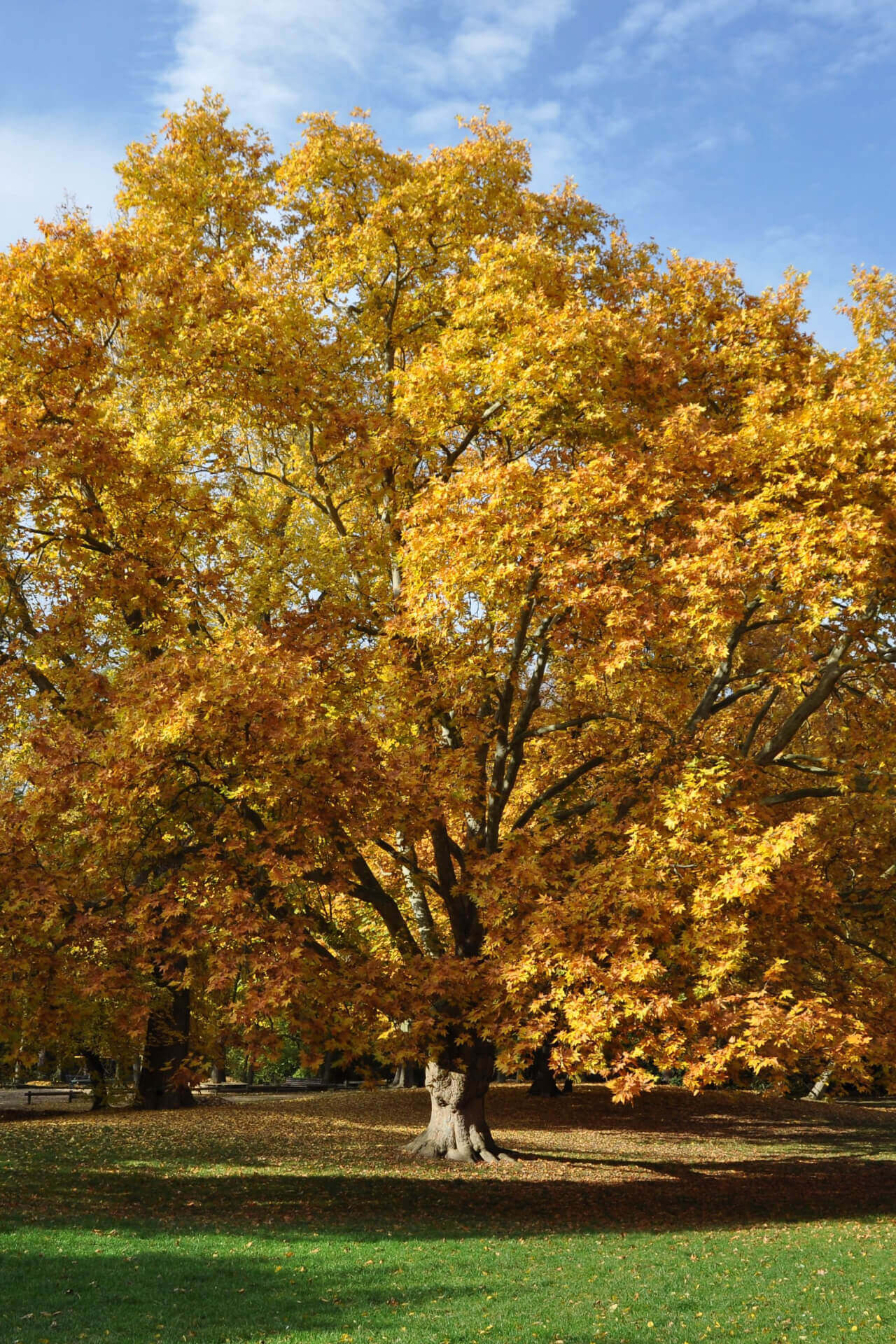 Majestic sycamore tree with gnarled trunk and golden autumn leaves