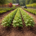 Rows of young grapevines with deeply lobed green leaves growing in a farm field with a red barn and tractor in background - TN Nursery