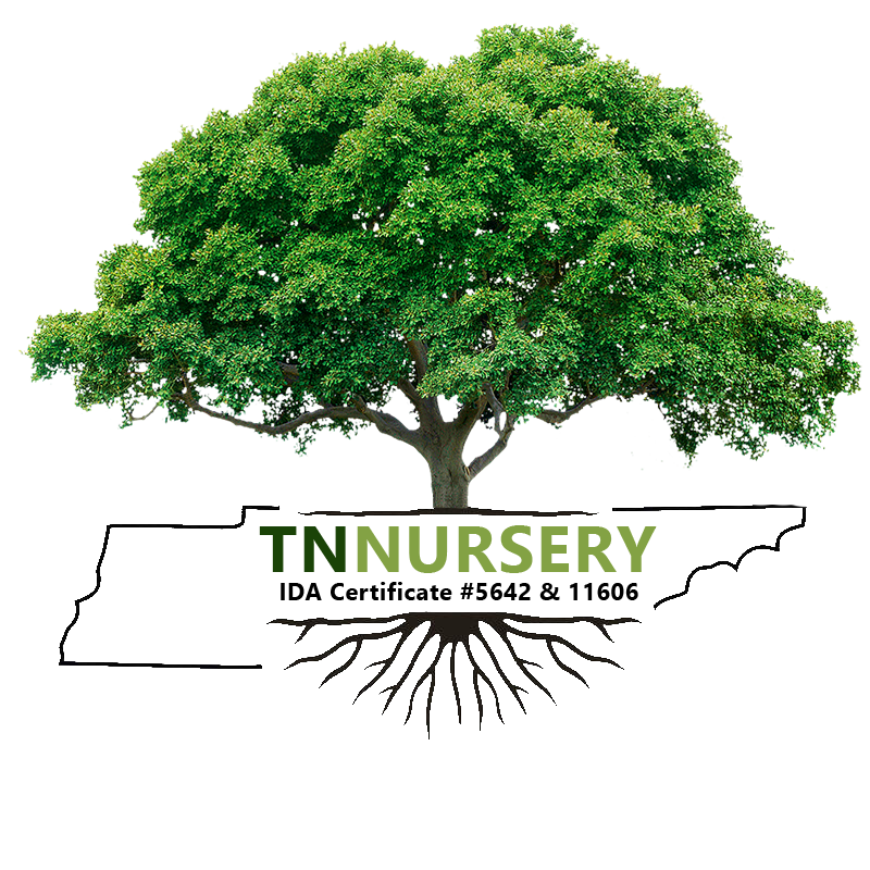 Navigate back to TN Nursery homepage