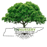 Navigate back to TN Nursery homepage