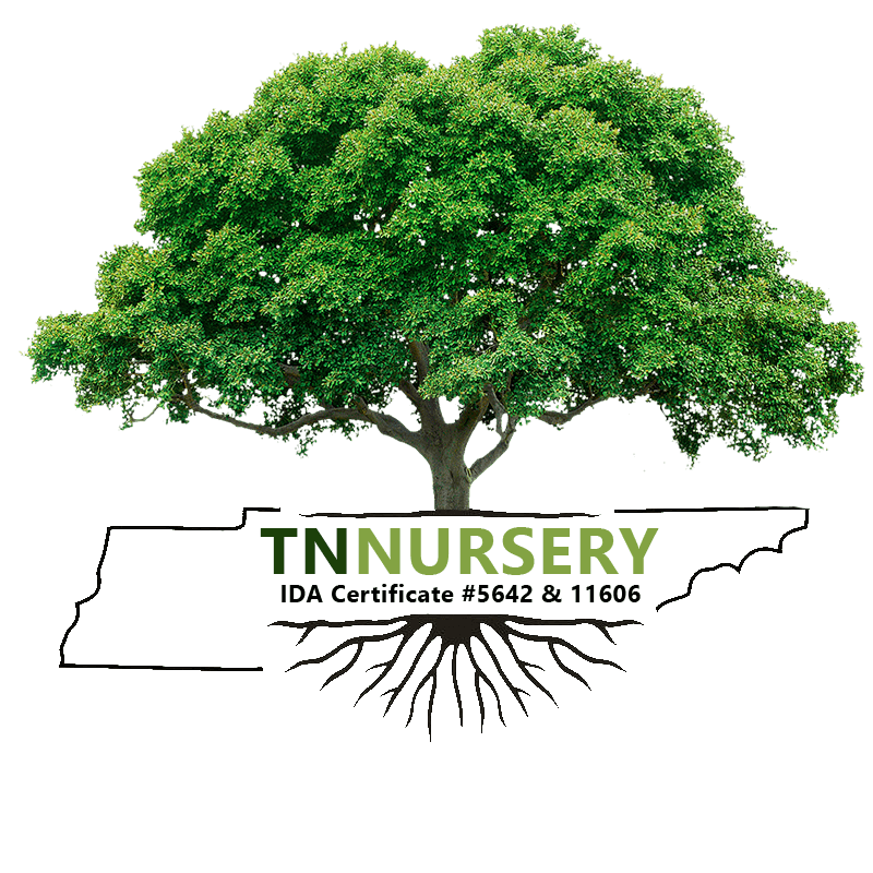 TN Nursery