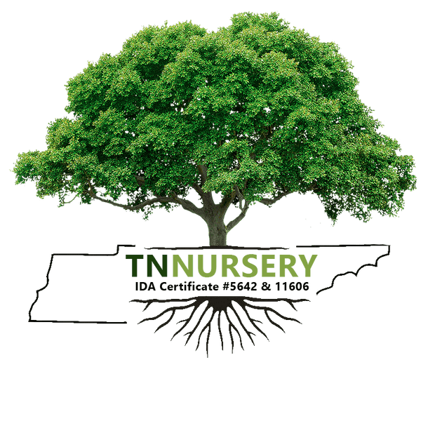 TN Nursery