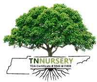 Navigate back to TN Nursery homepage