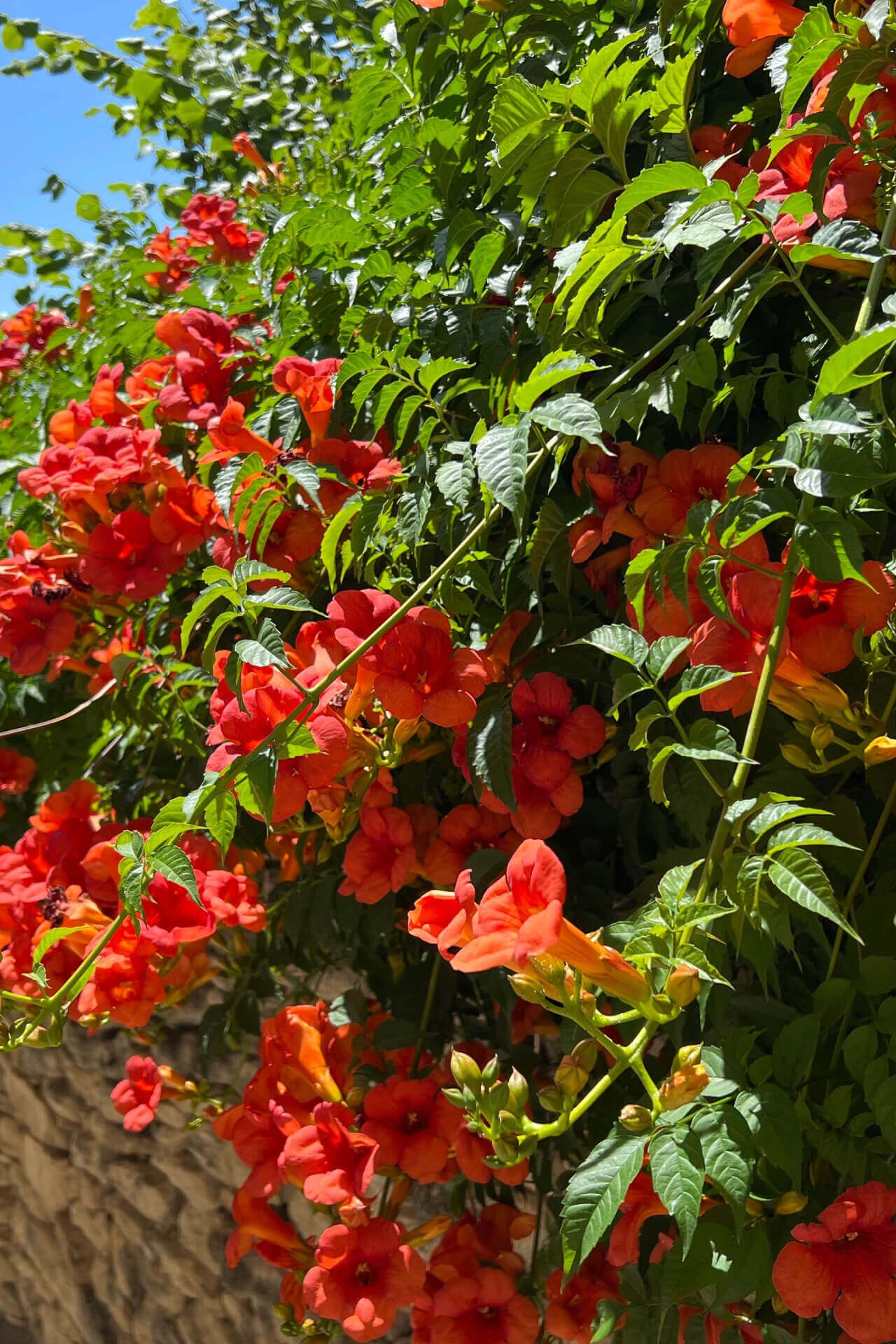 Trumpet Vines