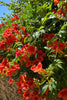 Trumpet Vine