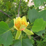 Tulip Poplar Seedlings - TN Nursery