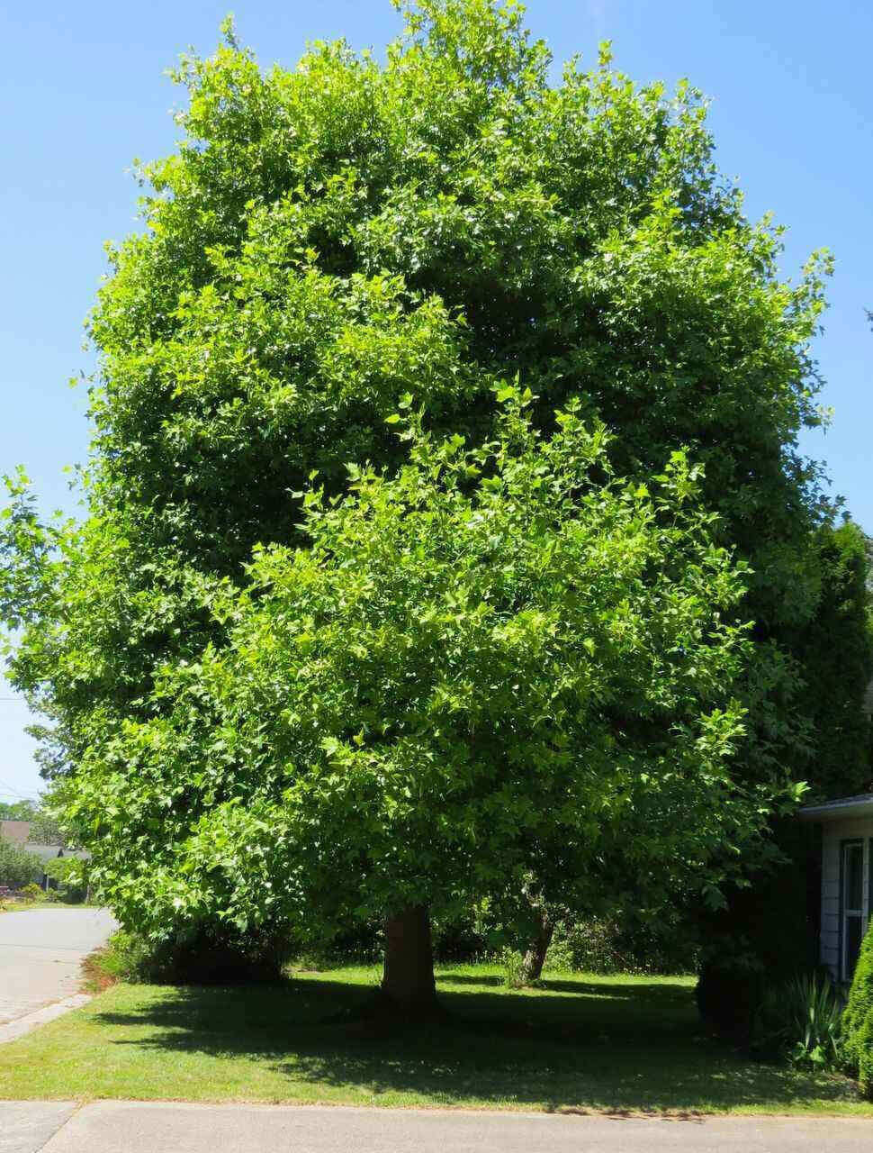 Tulip Poplar Seedlings - TN Nursery