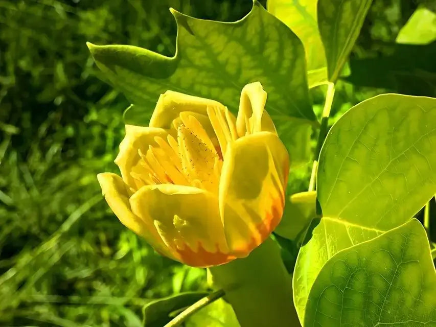 Tulip Tree - TN Nursery