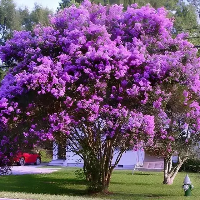 Twilight Crepe Myrtle - TN Nursery