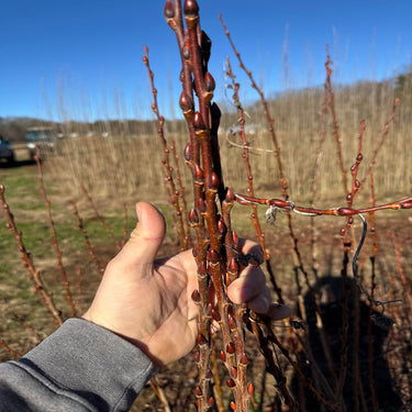 Hand holding bundle of reddish-brown pussy willow live stakes with buds