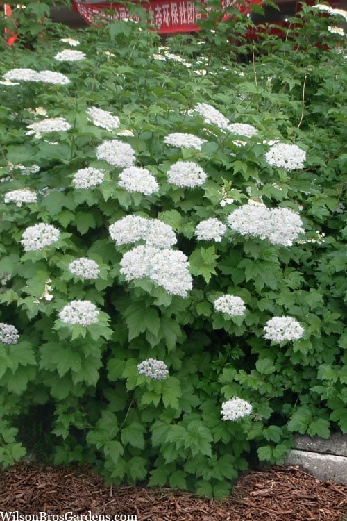 Mapleleaf Viburnum