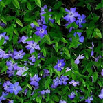 Vinca Minor - TN Nursery