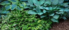 Hosta plants forming lush ground cover in shade