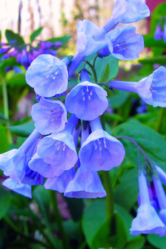 Virginia Bluebell - TN Nursery