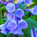 Virginia Bluebell - TN Nursery