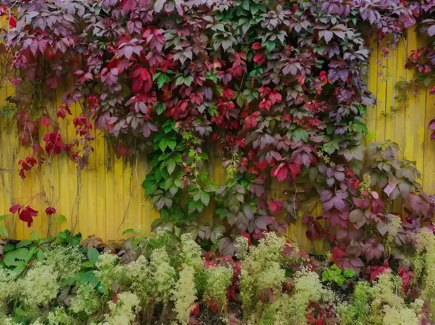 Virginia Creeper - TN Nursery