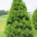 Virginia Pine Seedlings - TN Nursery