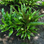 Walking Fern - TN Nursery