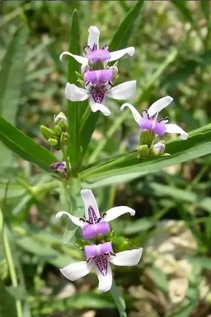 Water Willow - TN Nursery