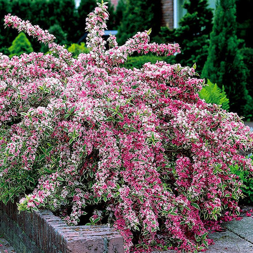 Weigela Shrub Collection - 3 Varieties (Red, Pink & Varigated)