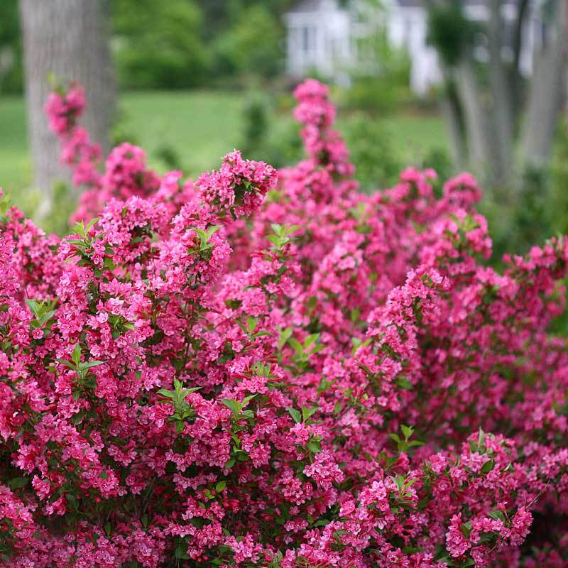 Weigela Shrub Collection - 3 Varieties (Red, Pink & Varigated) - TN Nursery