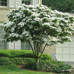 White Dogwood Seedlings - TN Nursery