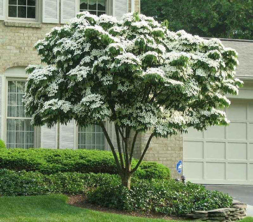 White Dogwood Seedlings