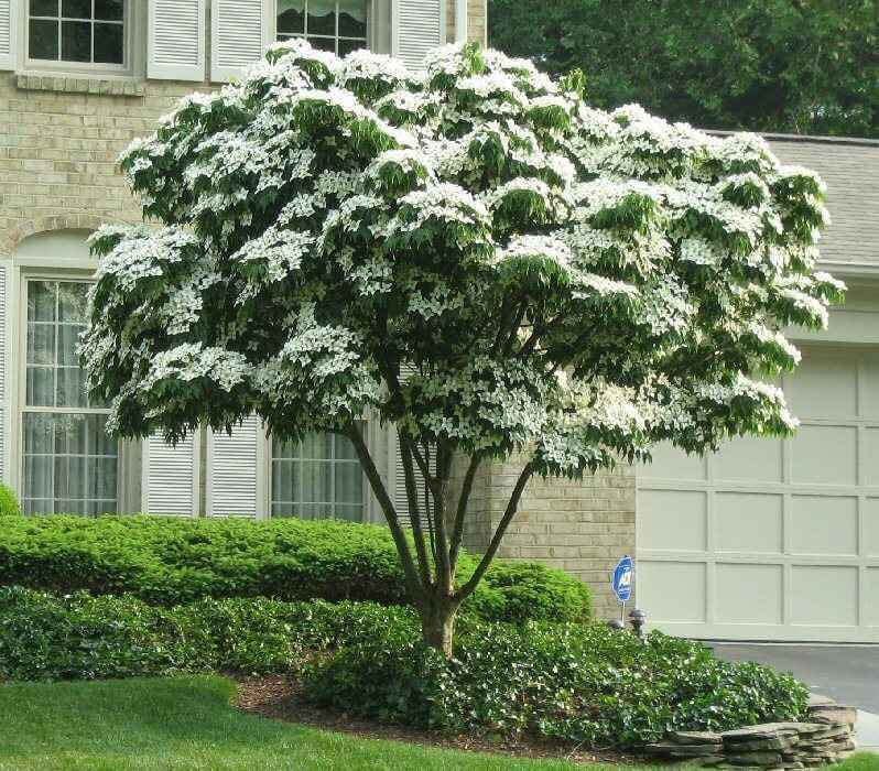 White Dogwood Seedlings - TN Nursery