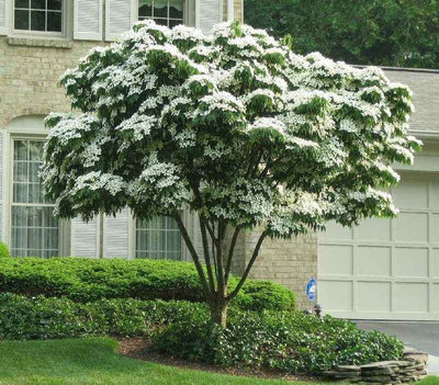 White Dogwood Seedlings Wholesale