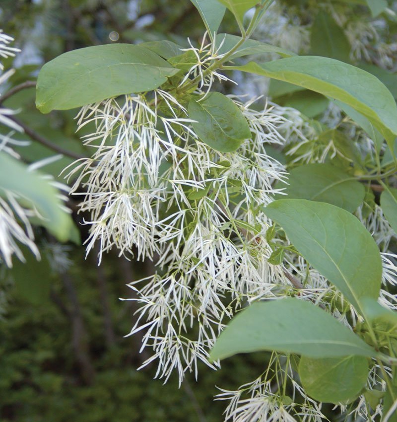 Fringe Tree - Chionanthus Virginicus