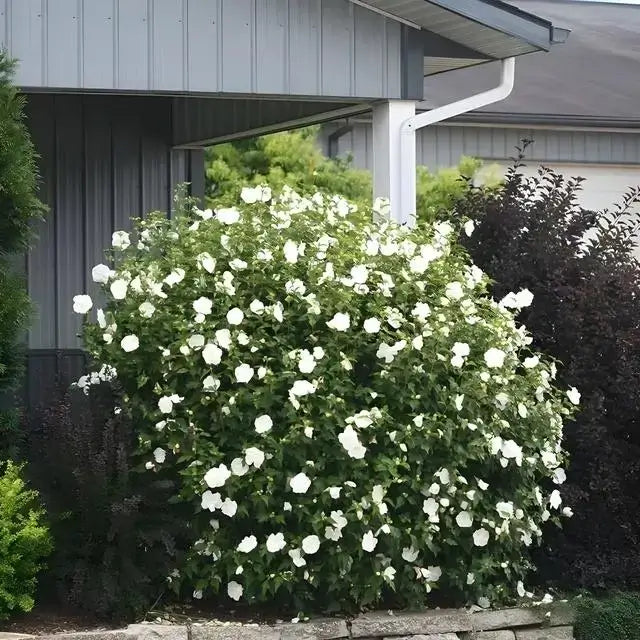 White Hibiscus - TN Nursery