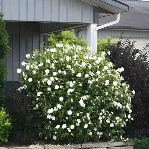 White Swamp Rose Mallow