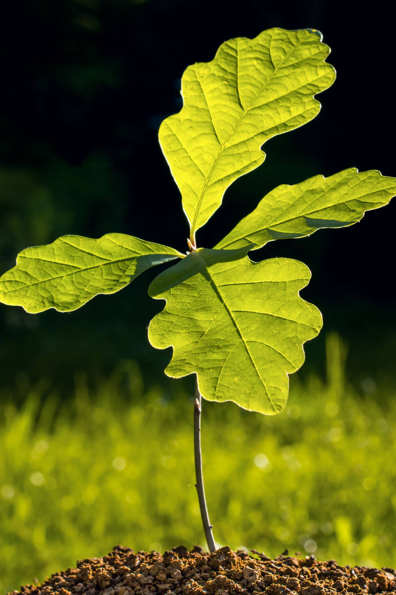 White Oak Seedlings - TN Nursery