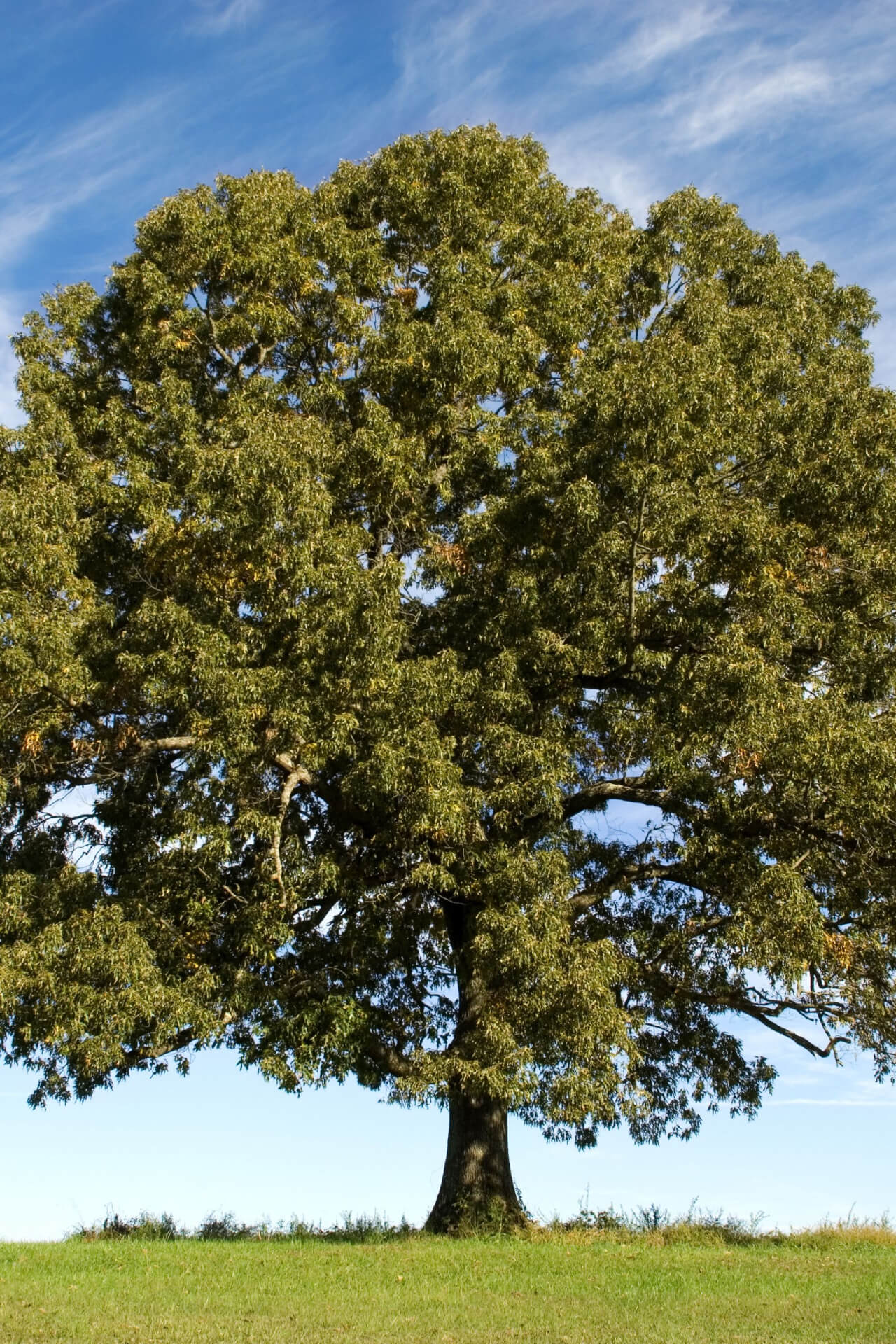 White Oak Tree - TN Nursery