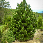 White Pine Seedlings - TN Nursery