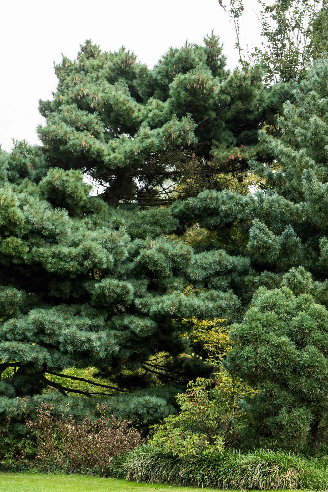 White Pine Seedlings - TN Nursery