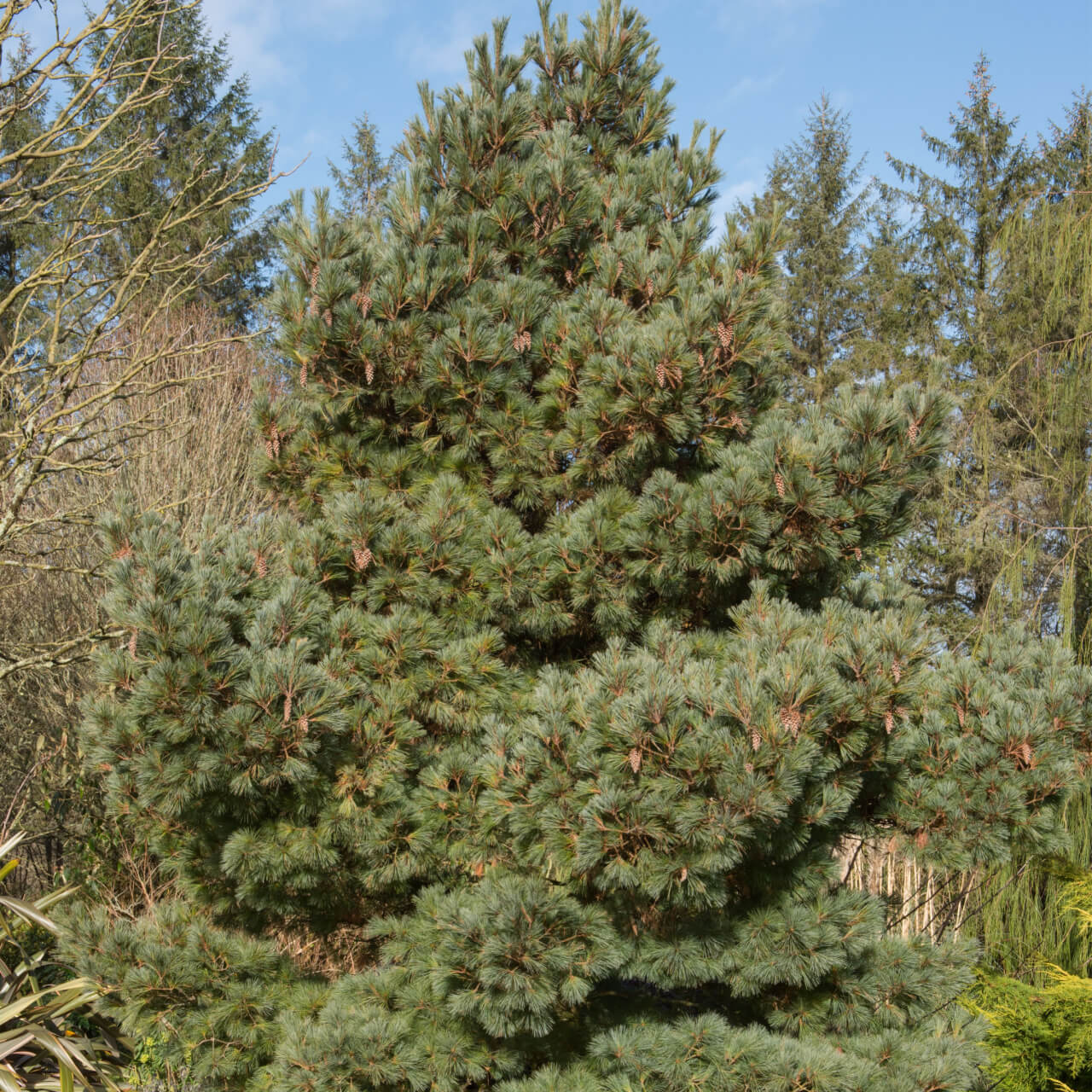 White Pine Tree - TN Nursery