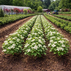 Rows of flowering hydrangea plants with white blooms in a farm field, with greenhouse and farm buildings visible in the background - TN Nursery