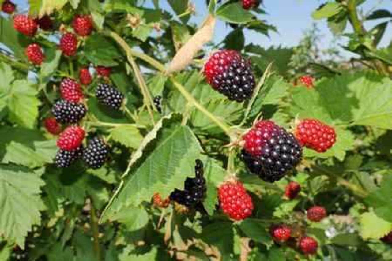 Wild Blackberry - TN Nursery