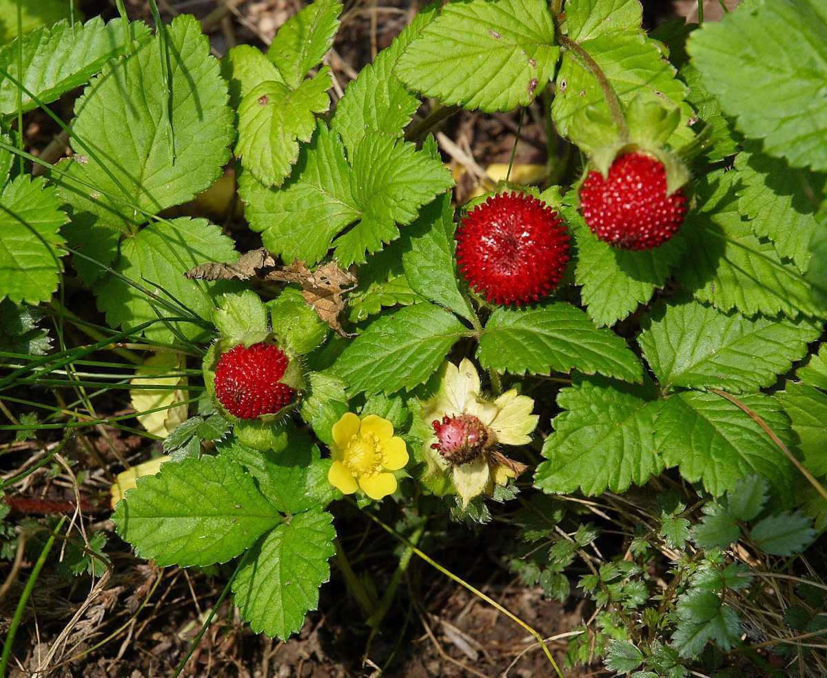 Wild Strawberry Plant - TN Nursery