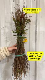 Bundle of Willow Oak seedlings with bare roots, tied by green bands