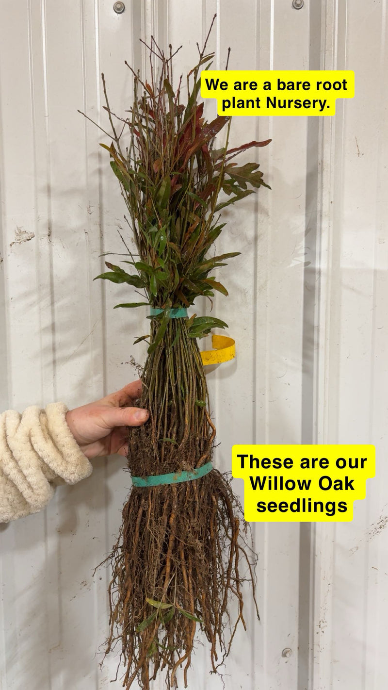 Bundle of Willow Oak seedlings with bare roots, tied by green bands