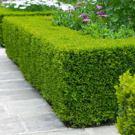 Wintergreen Boxwood - TN Nursery