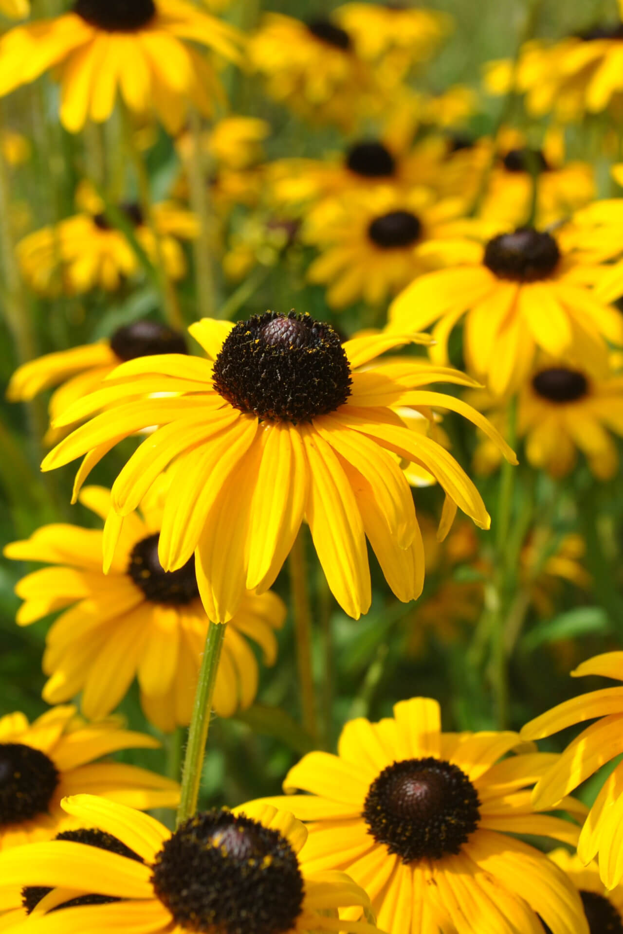 Yellow Coneflower - TN Nursery