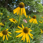 Yellow coneflowers with dark brown centers growing in a green garden with trees in the background.