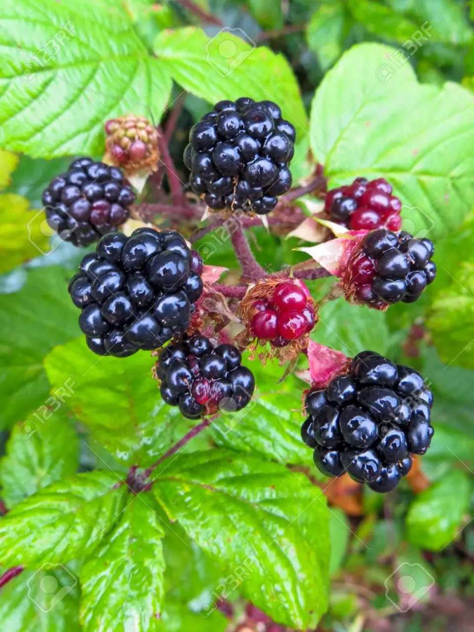 Wild Blackberry - TN Nursery