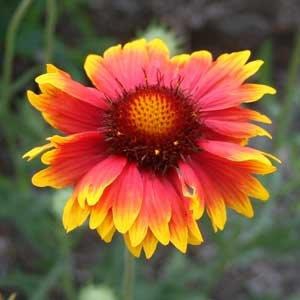 Gaillardia x grandiflora (Blanket Flower) | North Carolina Extension  Gardener Plant Toolbox