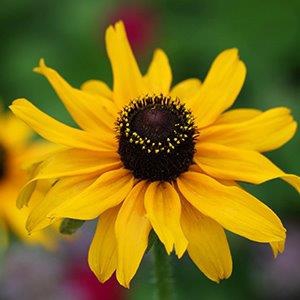 Rudbeckia hirta (Black Eyed Susan, Black-eyed Susan, Gloriosa Daisy) |  North Carolina Extension Gardener Plant Toolbox