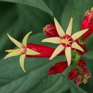 Spigelia marilandica (Indian Pink, Indian-pink, Pinkroot, Wormgrass) |  North Carolina Extension Gardener Plant Toolbox