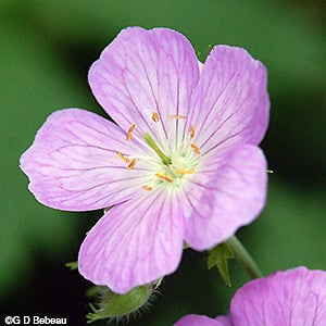 Wild Geranium, Geranium maculatum L.